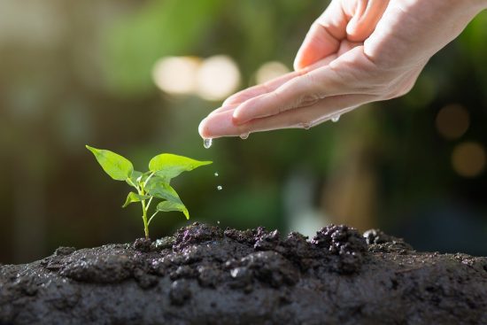 découvrez l'art du jardinage : astuces, conseils et techniques pour cultiver vos plantes avec succès. apprenez à créer un espace verdoyant et harmonieux, que vous soyez débutant ou jardinier expérimenté.