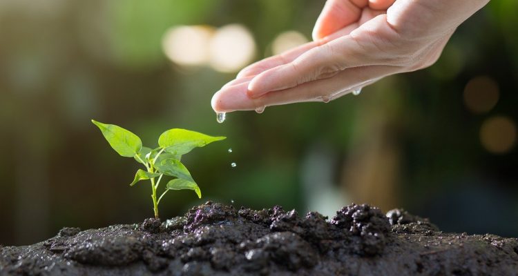 découvrez l'art du jardinage : astuces, conseils et techniques pour cultiver vos plantes avec succès. apprenez à créer un espace verdoyant et harmonieux, que vous soyez débutant ou jardinier expérimenté.