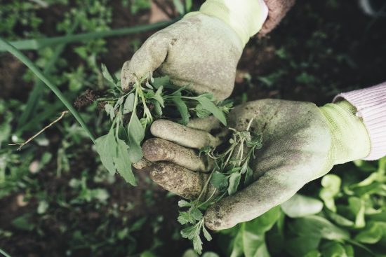 découvrez les compétences essentielles en jardinage qui transformeront votre espace extérieur. apprenez des techniques pratiques pour cultiver vos plantes, entretenir votre jardin et maximiser votre rendement, tout en profitant de la beauté de la nature.