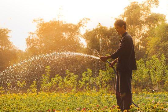 découvrez nos conseils pour améliorer vos compétences en jardinage, des techniques de plantation aux astuces d'entretien, pour créer un jardin florissant et durable.