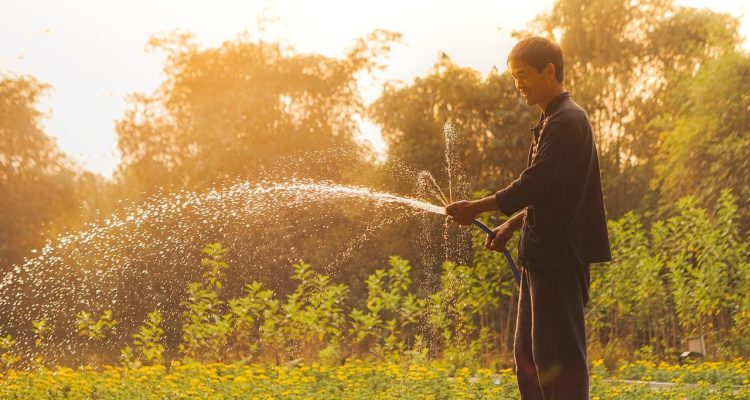 découvrez nos conseils pour améliorer vos compétences en jardinage, des techniques de plantation aux astuces d'entretien, pour créer un jardin florissant et durable.