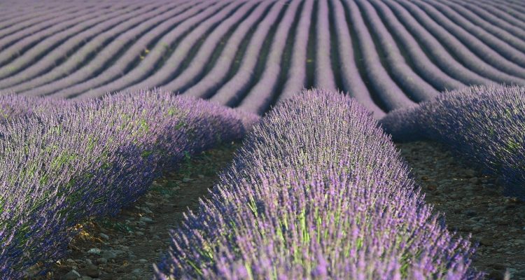 découvrez les compétences essentielles pour réussir dans le monde professionnel. apprenez à maîtriser les aptitudes clés qui favorisent votre développement personnel et votre employabilité.