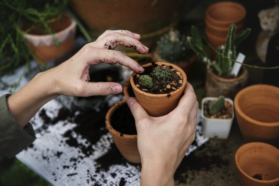 découvrez les techniques de jardinage avancées pour transformer votre espace extérieur en un véritable paradis. apprenez à optimiser la croissance des plantes, à utiliser des méthodes écologiques et à maîtriser l'art de l'aménagement paysager pour un jardin florissant et durable.