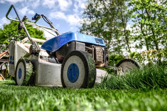 découvrez l'art du jardinage avec nos conseils pratiques, astuces et inspirations pour cultiver vos plantes, fleurs et légumes. que vous soyez débutant ou expert, transformez votre espace vert en un véritable havre de paix.